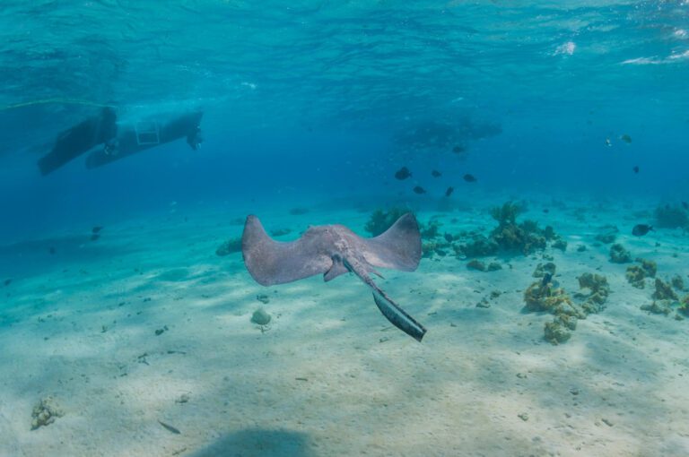 manta ray season in the Maldives