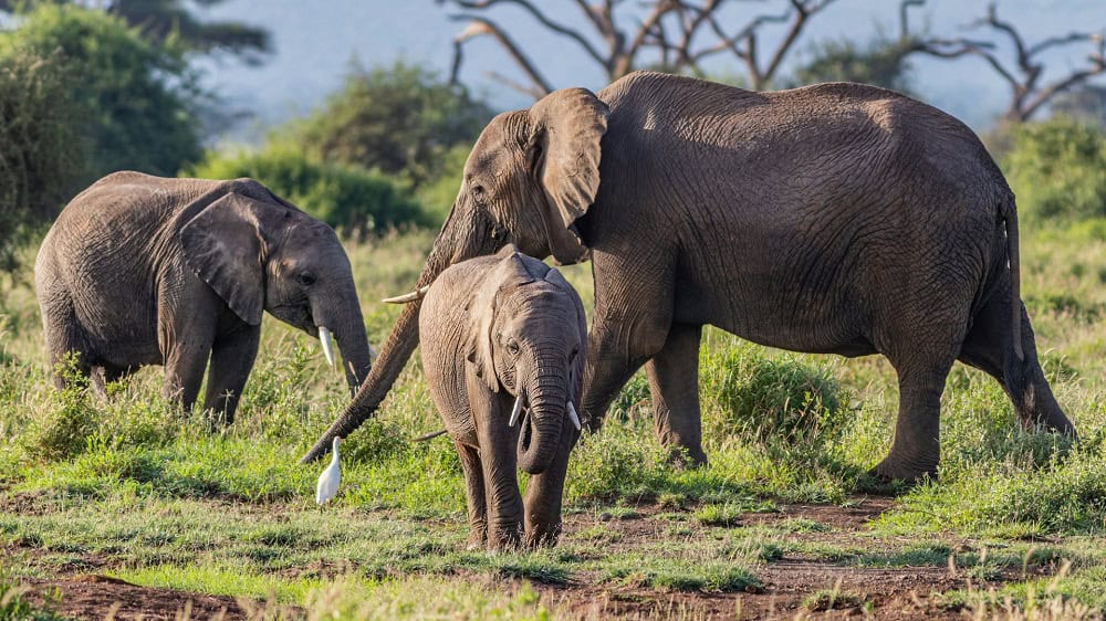 Amboseli National Park