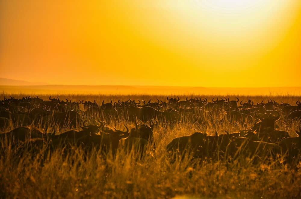 Masai Mara National Reserve