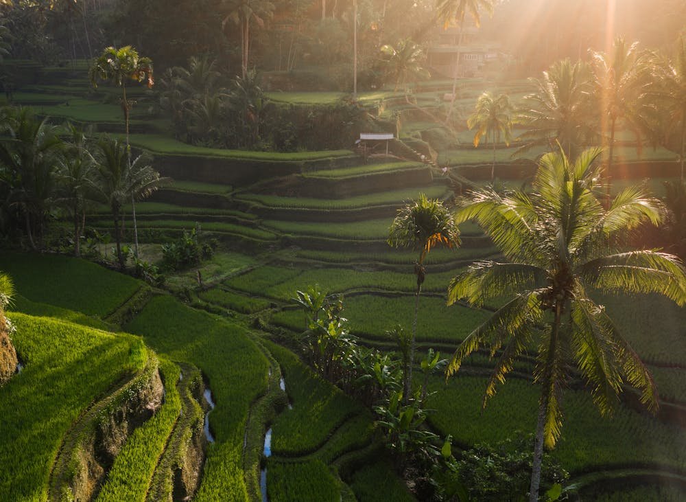 Tegallalang Rice Terraces