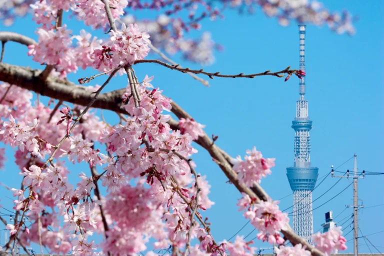 Cherry Blossom Destinations & Forecast