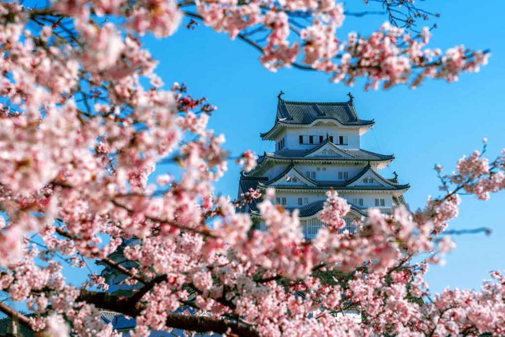 Pink cherry blossom trees in full bloom framing a traditional Japanese