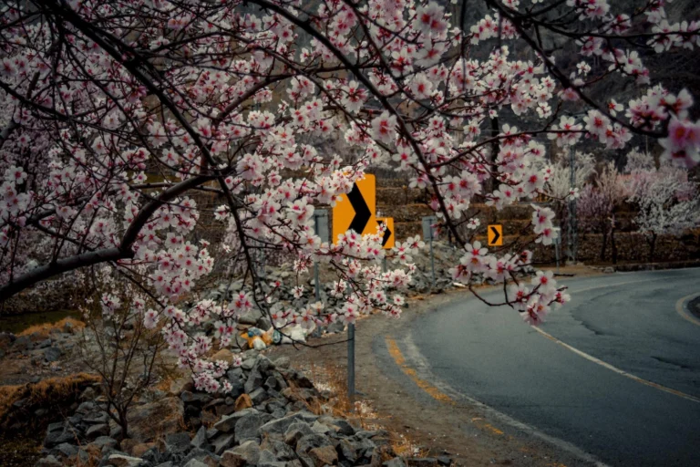 Cherry Blossom Season Japan & China