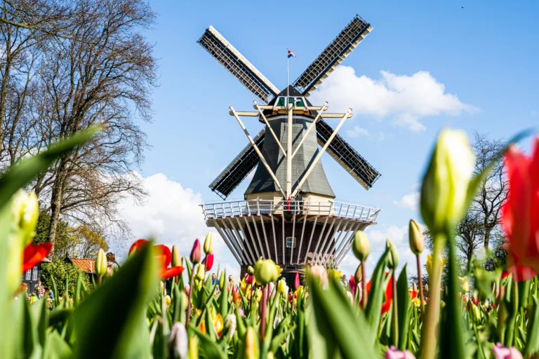Netherlands in Spring: Tulip Season