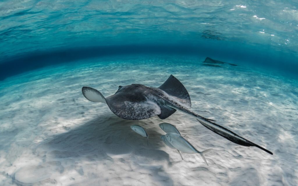 manta ray season in the Maldives