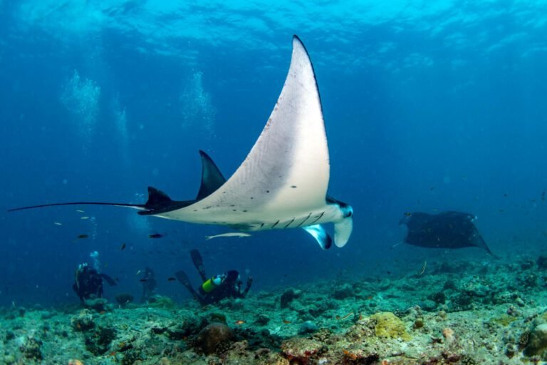 manta ray season in the Maldives